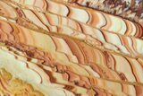 Polished Slab Of Rolling Hills Dolomite - Mexico #167450-1